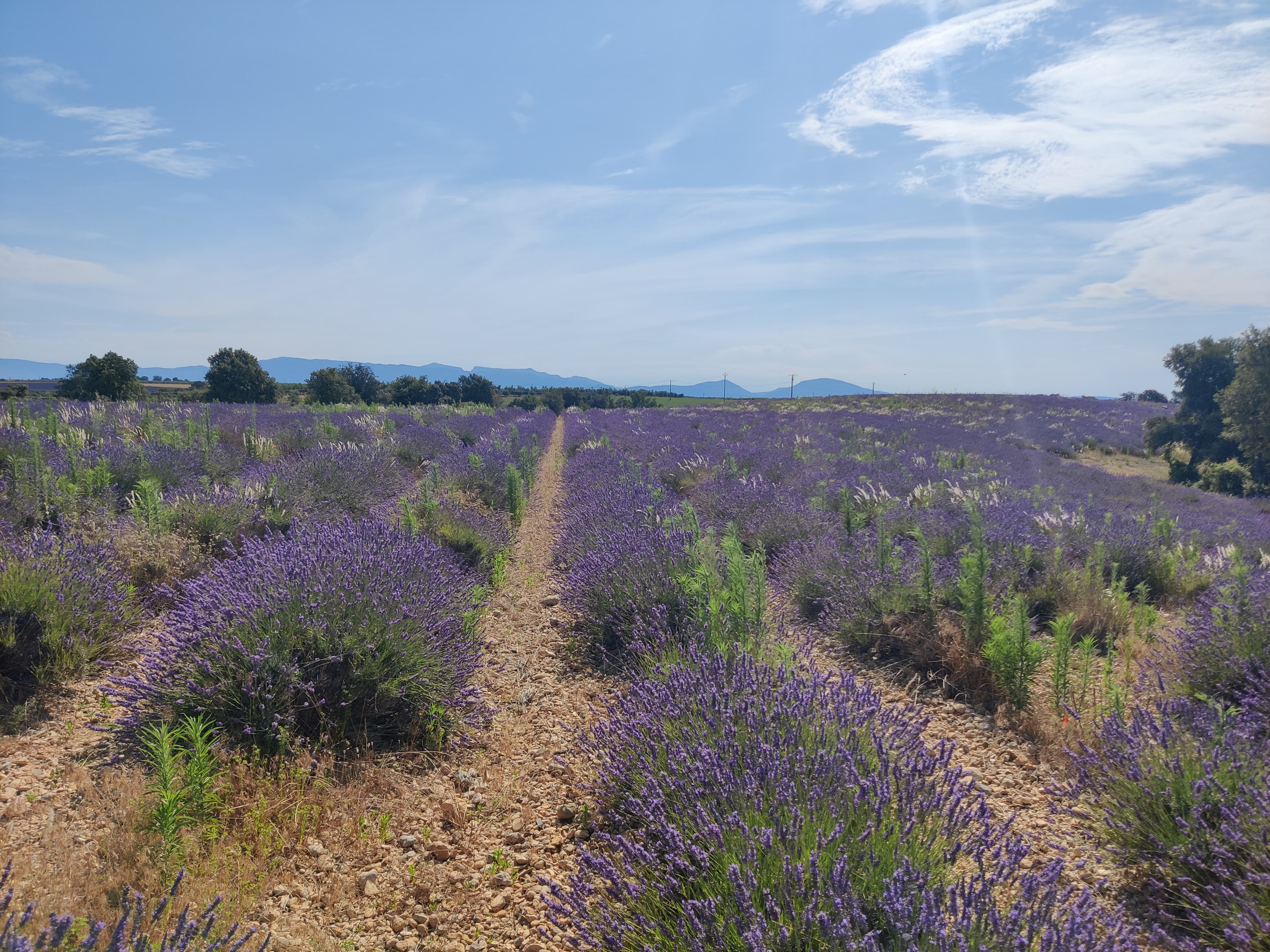 Champ de lavande en fleurs sous le soleil provençal